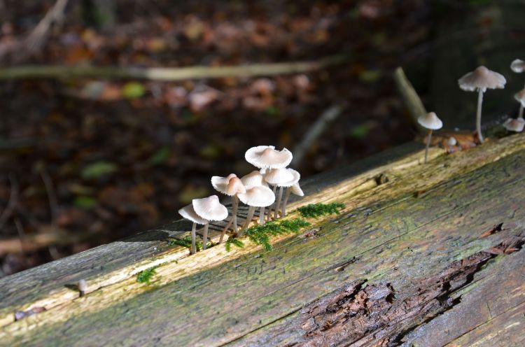 Wallpapers Nature Mushrooms Chamchampigons