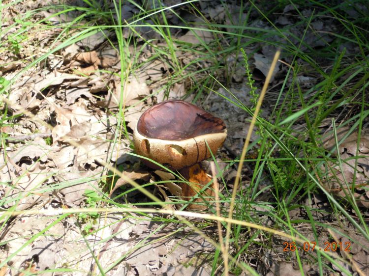 Fonds d'cran Nature Champignons Wallpaper N360485