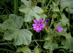  Nature FLEURS SAUVAGES