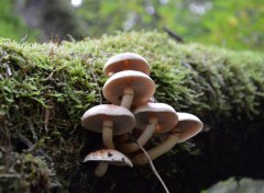  Nature Chamchampigons