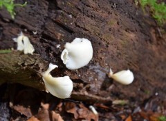  Nature Chamchampigons