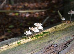  Nature Chamchampigons