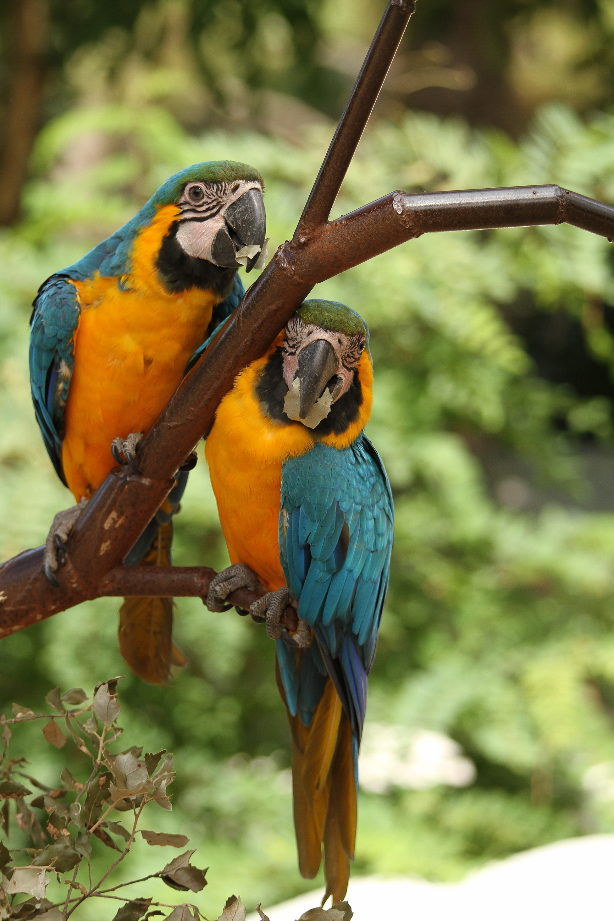 Wallpapers Animals Birds - Parrots 