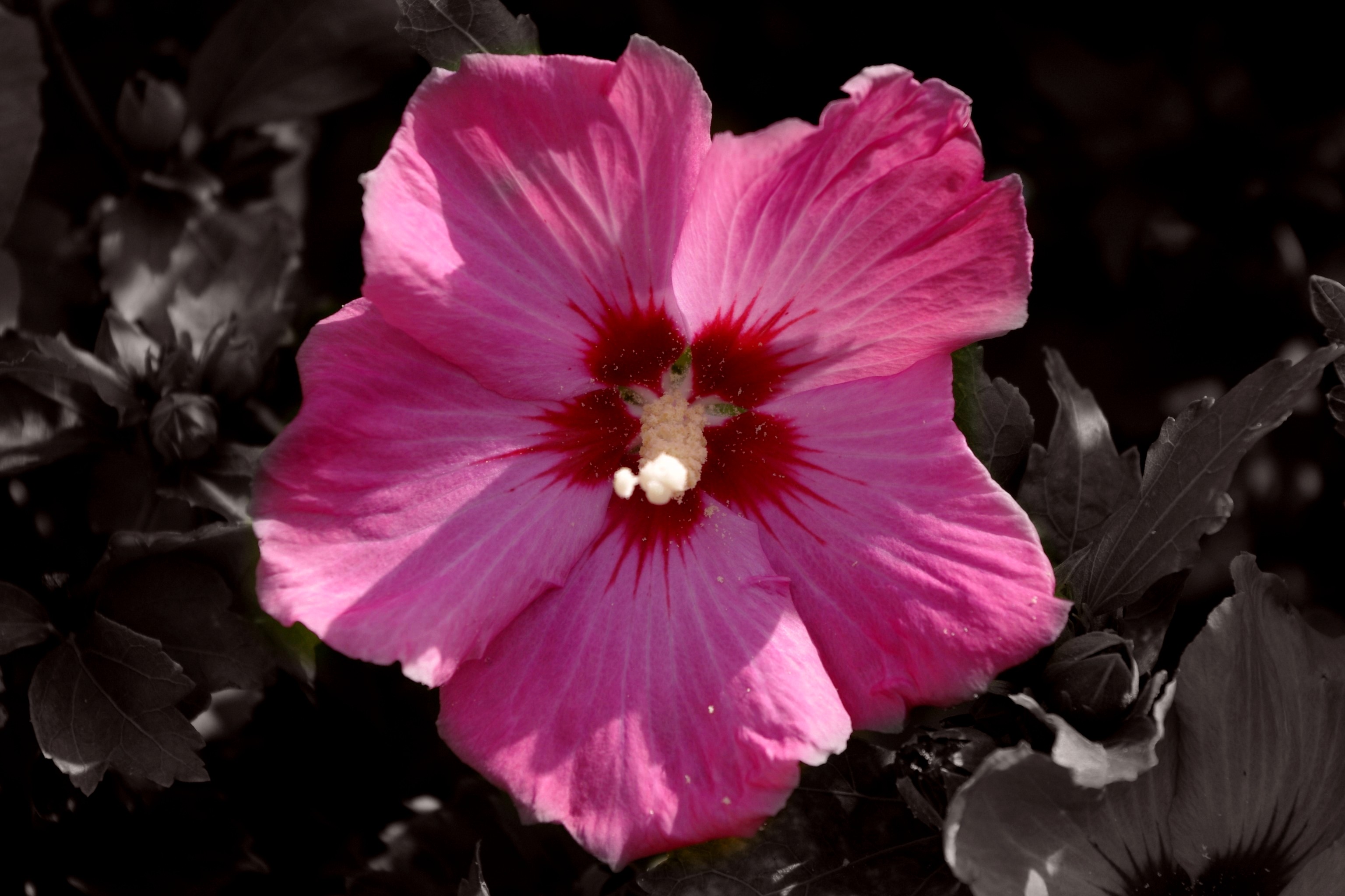 Fonds d'cran Nature Fleurs 