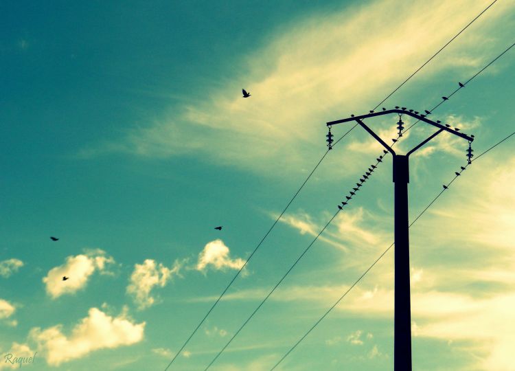 Fonds d'cran Nature Ciel - Nuages Les oiseaux chantent et le soleil brille