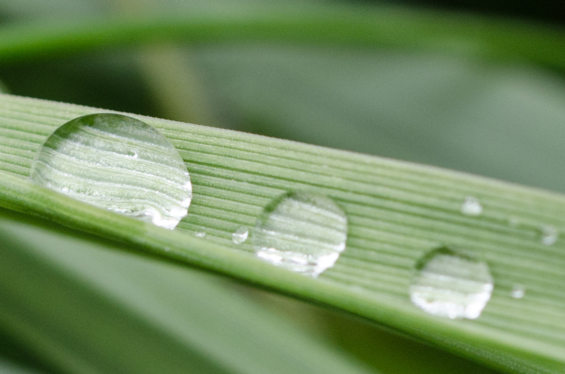 Wallpapers Nature Water - Drops 