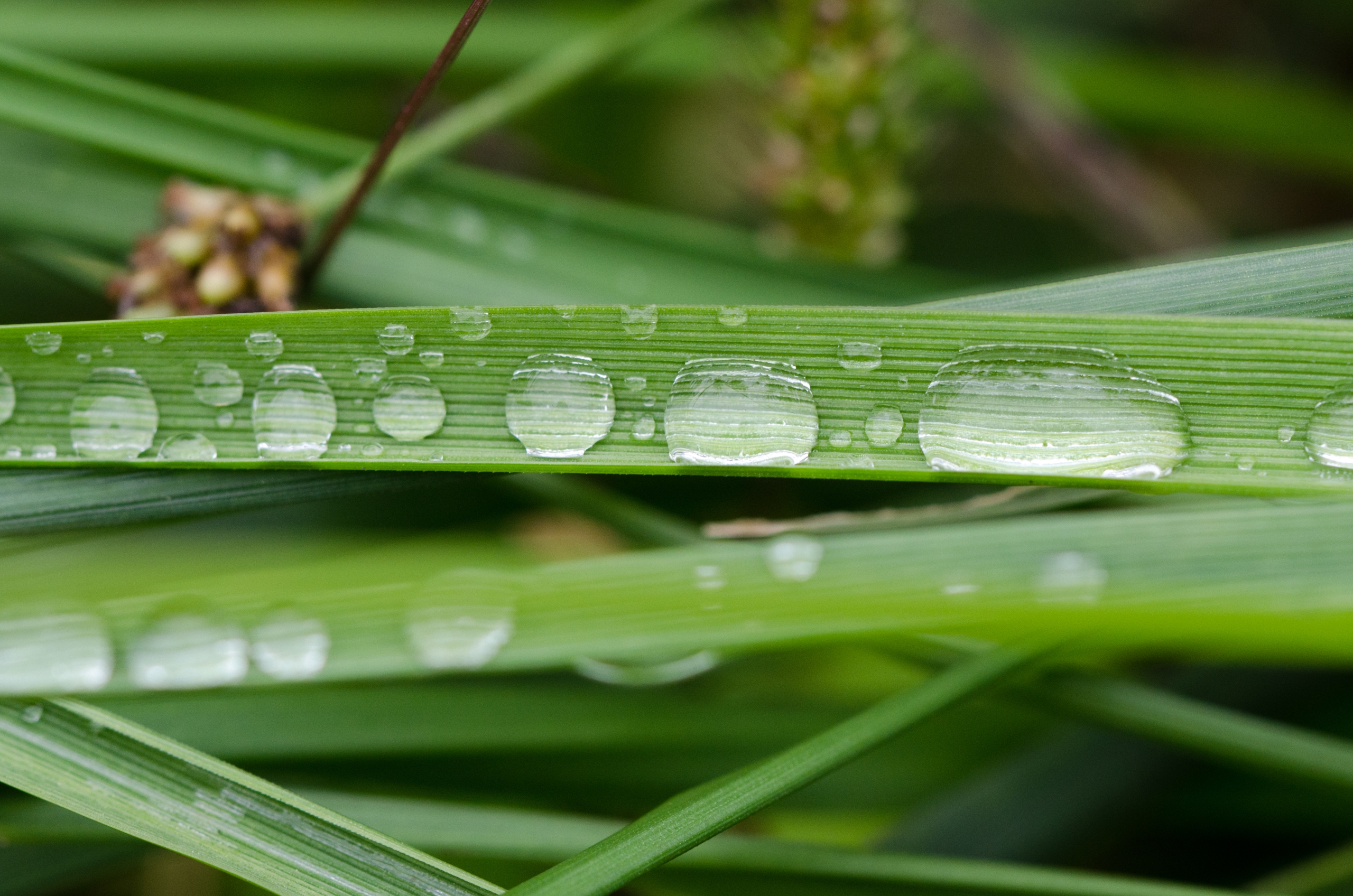 Wallpapers Nature Water - Drops 