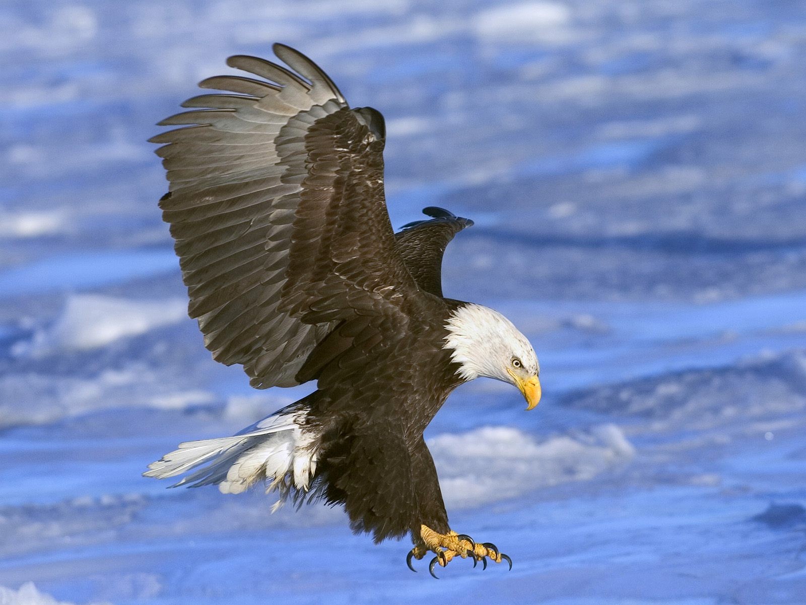 Wallpapers Animals Birds - Eagles 