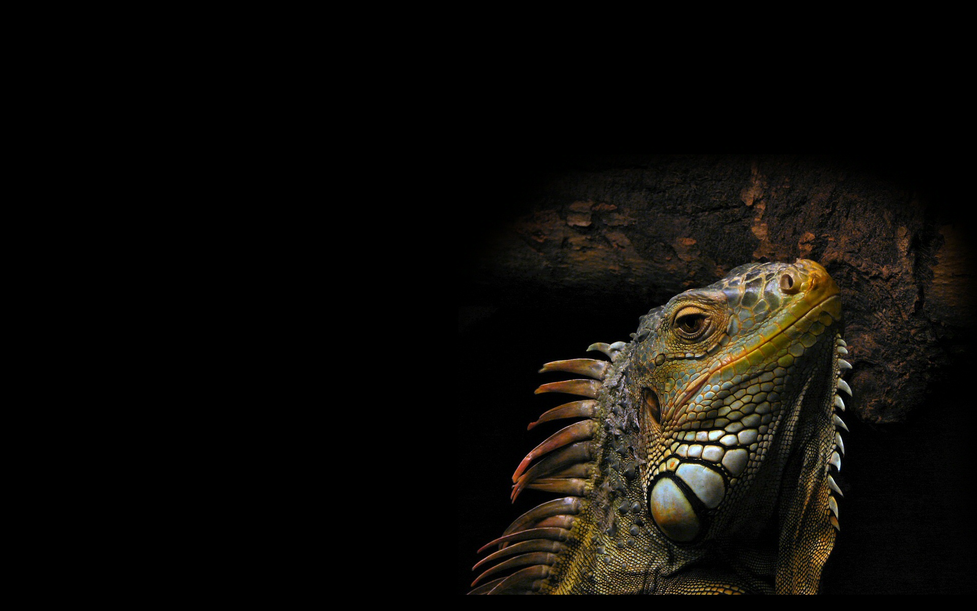 Wallpapers Animals Iguanas 