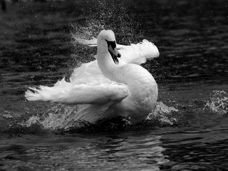 Wallpapers Animals Birds - Swans Wallpaper N360414