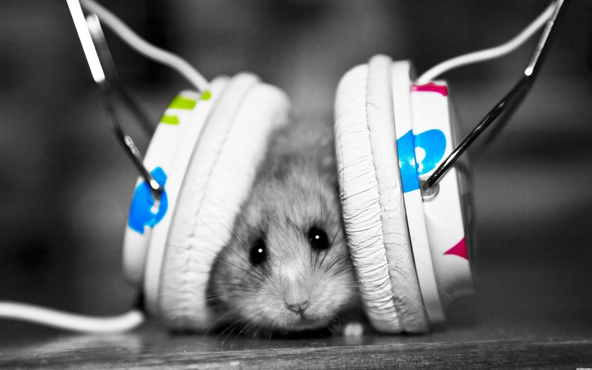 Wallpapers Animals Rodents - Hamsters dubstep hamster