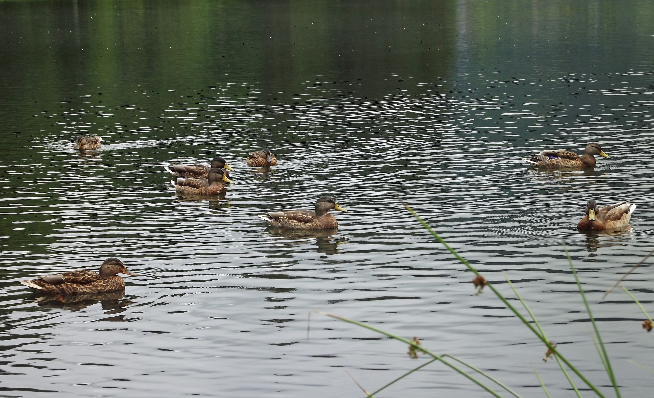 Wallpapers Animals Birds - Ducks 