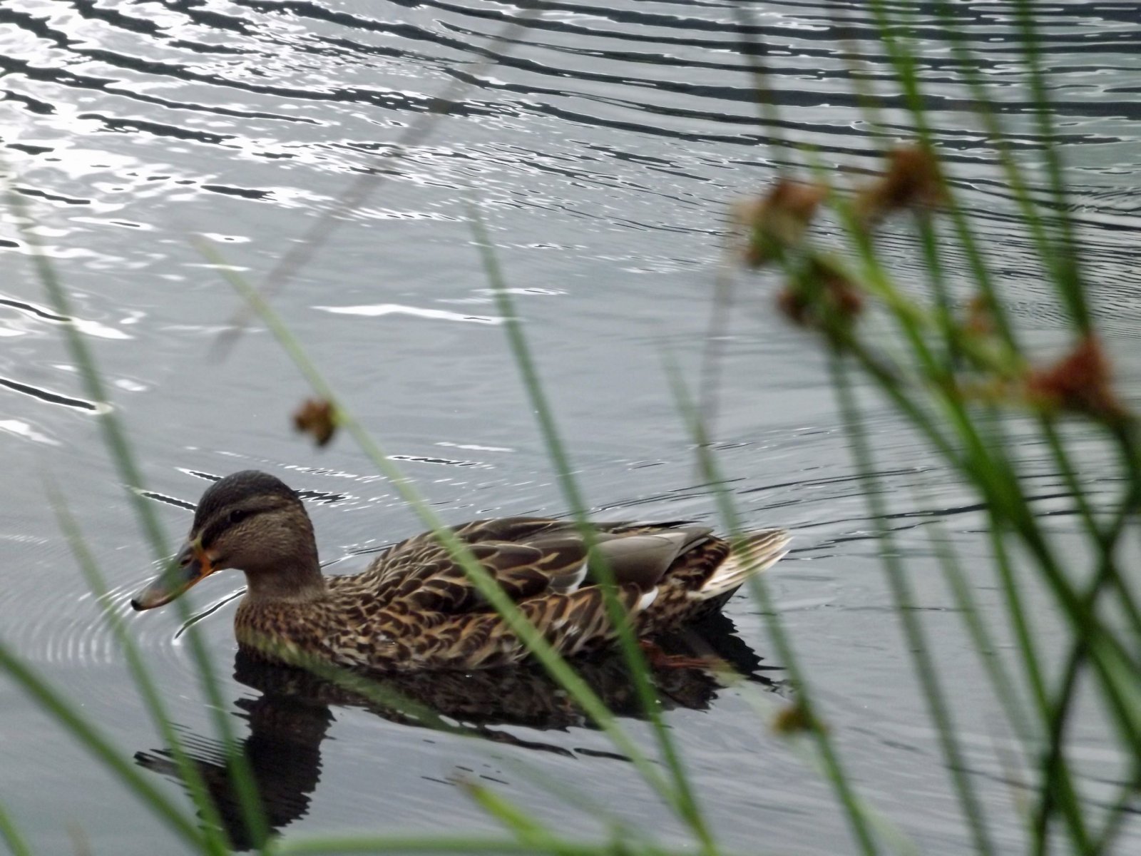 Wallpapers Animals Birds - Ducks 