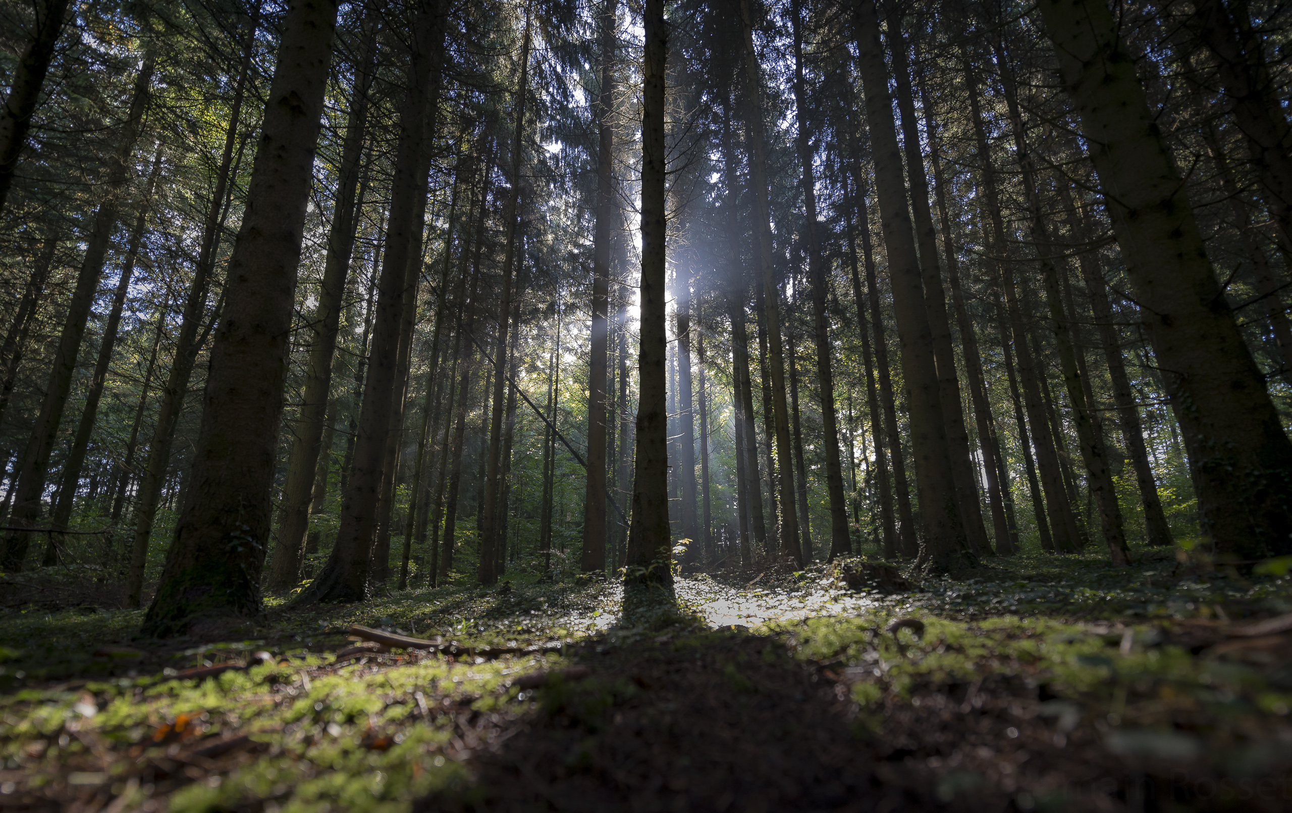 Fonds d'cran Nature Arbres - Forts Hidden light