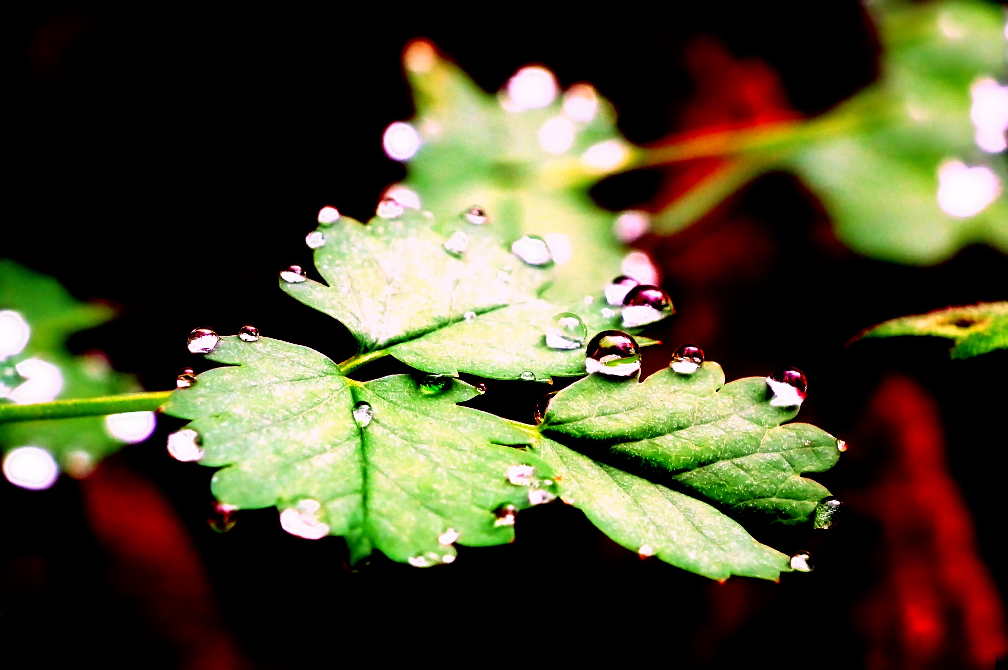 Wallpapers Nature Water - Drops 