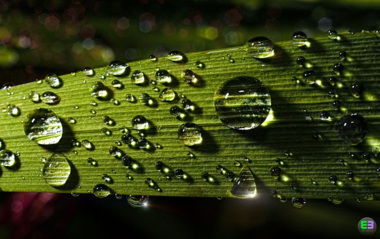 Wallpapers Nature Water - Drops Droplets