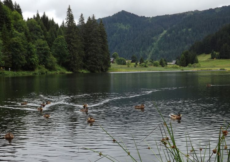 Fonds d'cran Nature Lacs - Etangs lac de Morgins (suisse)