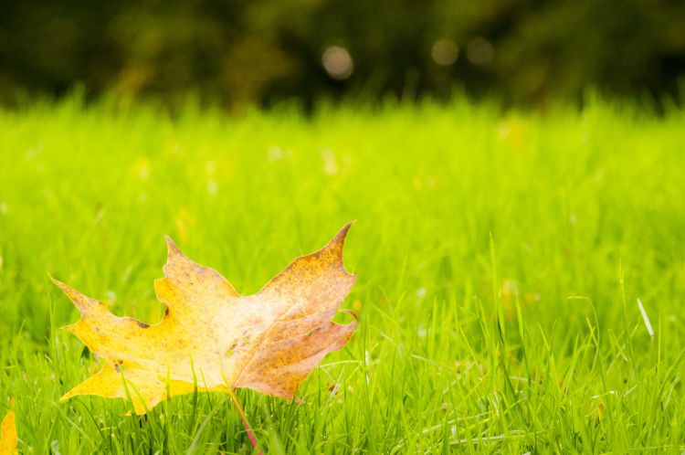 Fonds d'cran Nature Feuilles - Feuillages feuille d'Automne