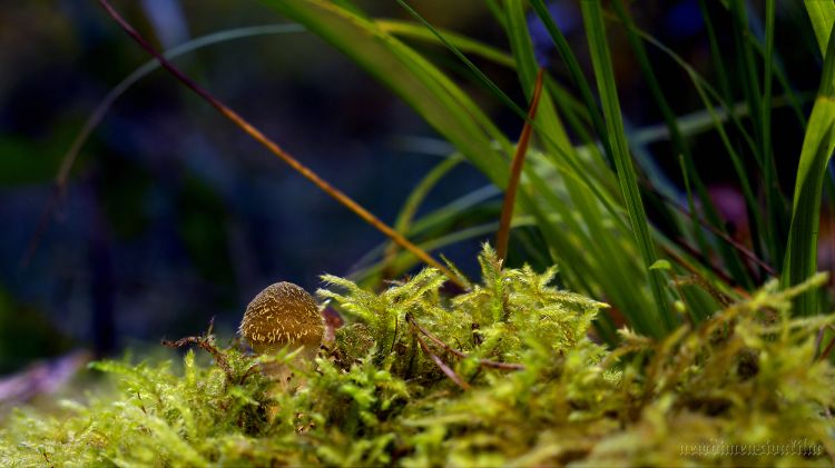 Fonds d'cran Nature Champignons Armillaria mellea - podpinočka 