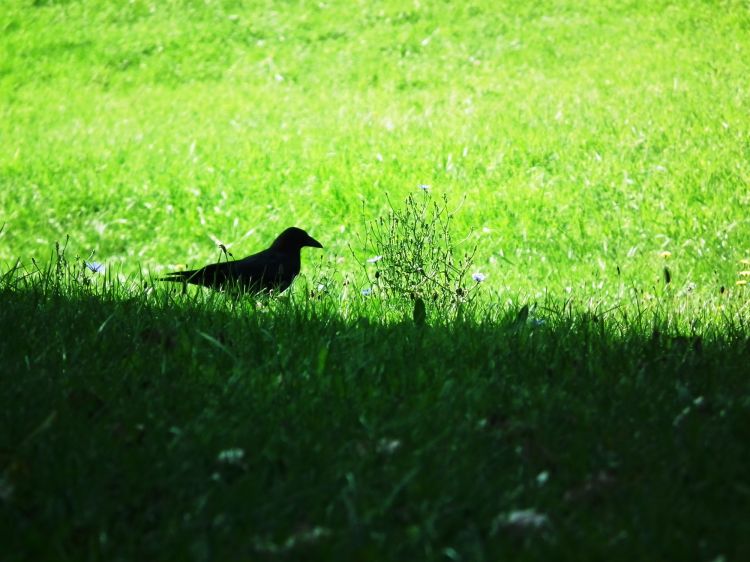 Wallpapers Animals Birds - Ravens Corneille en balade..