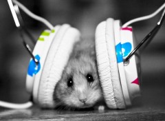  Animals dubstep hamster