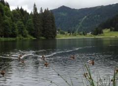  Nature lac de Morgins (suisse)