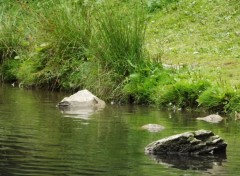  Nature lac de Morgins (suisse)