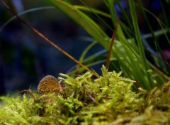  Nature Armillaria mellea - podpinočka 