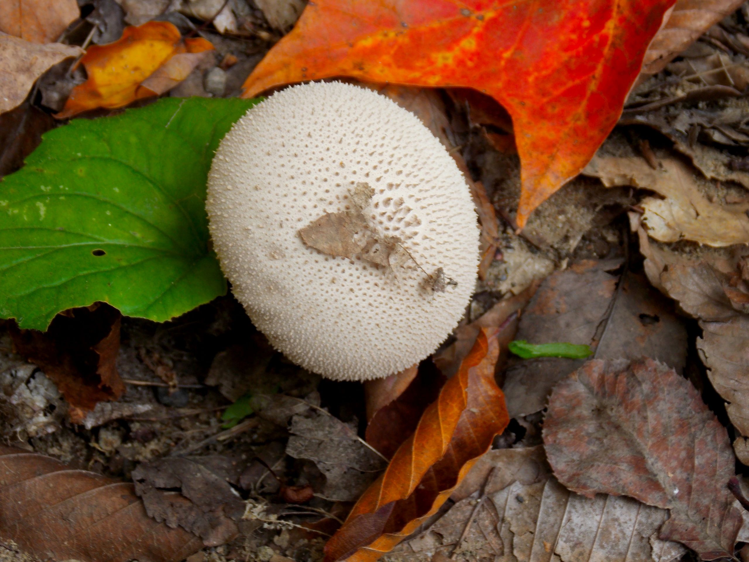 Fonds d'cran Nature Champignons 