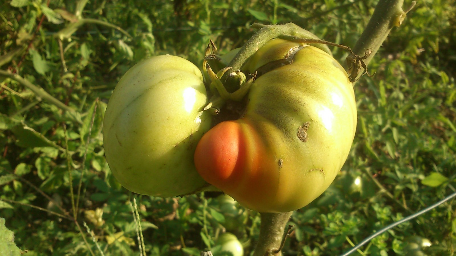 Fonds d'cran Nature Fruits 