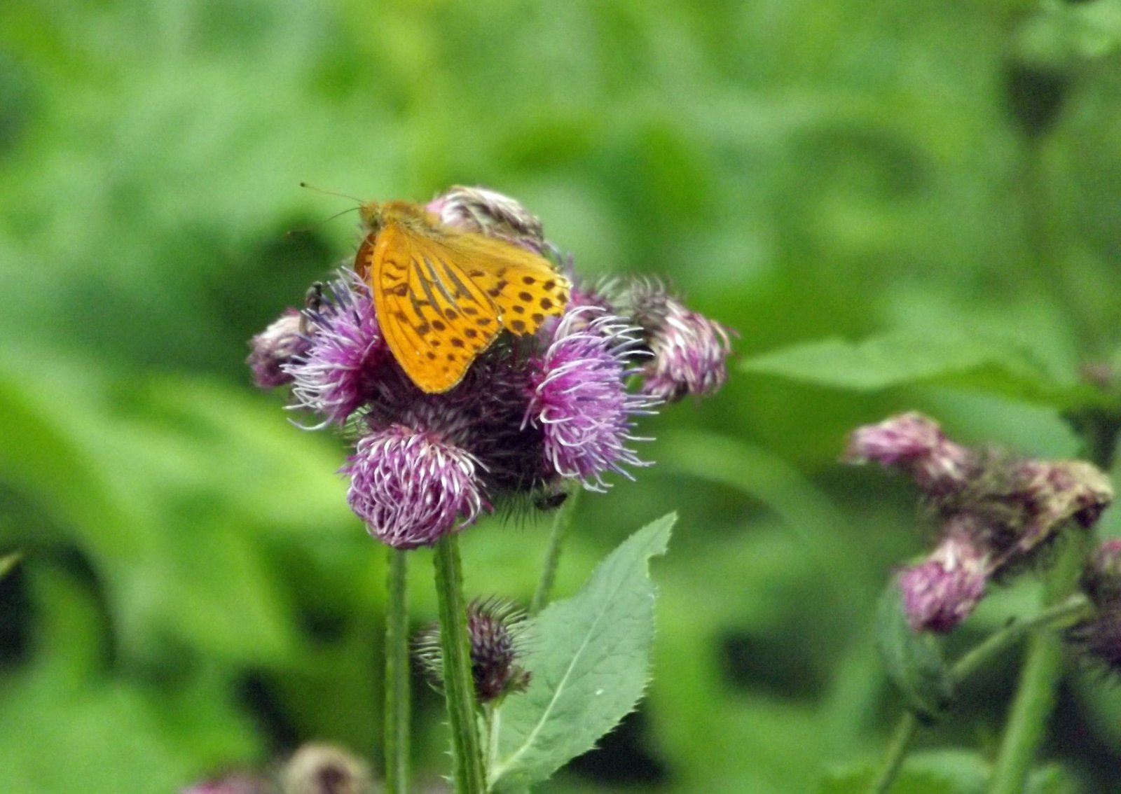 Fonds d'cran Animaux Insectes - Papillons 