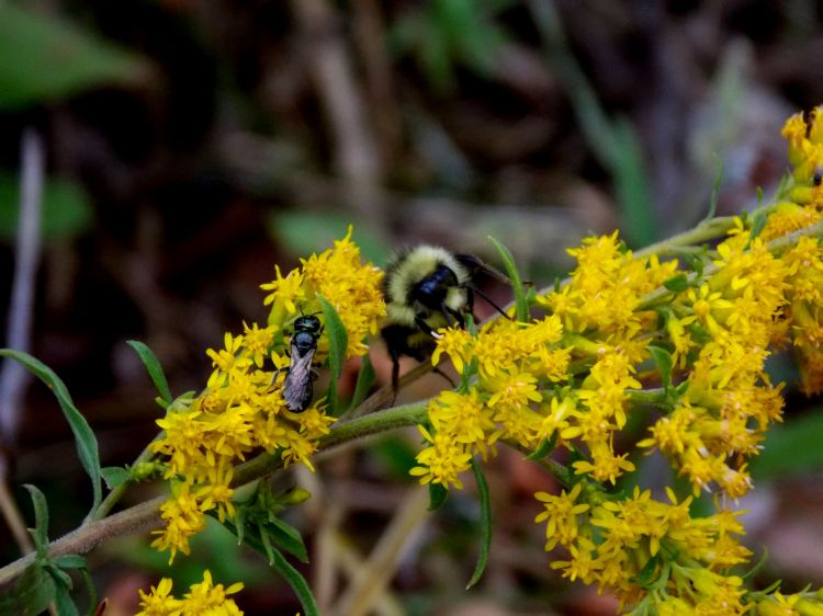 Fonds d'cran Animaux Insectes - Abeilles Gupes ... Wallpaper N360772