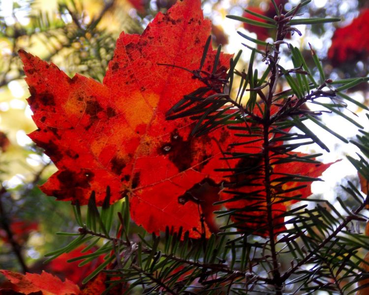 Fonds d'cran Nature Feuilles - Feuillages L'automne au Québec