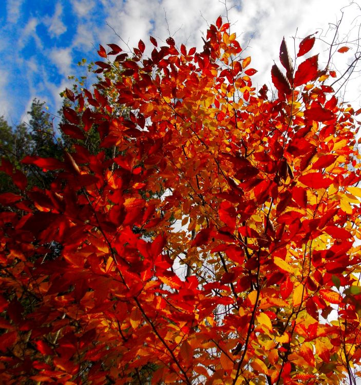 Fonds d'cran Nature Feuilles - Feuillages L'automne au Québec