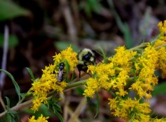  Animaux Image sans titre N360772