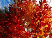  Nature L'automne au Québec