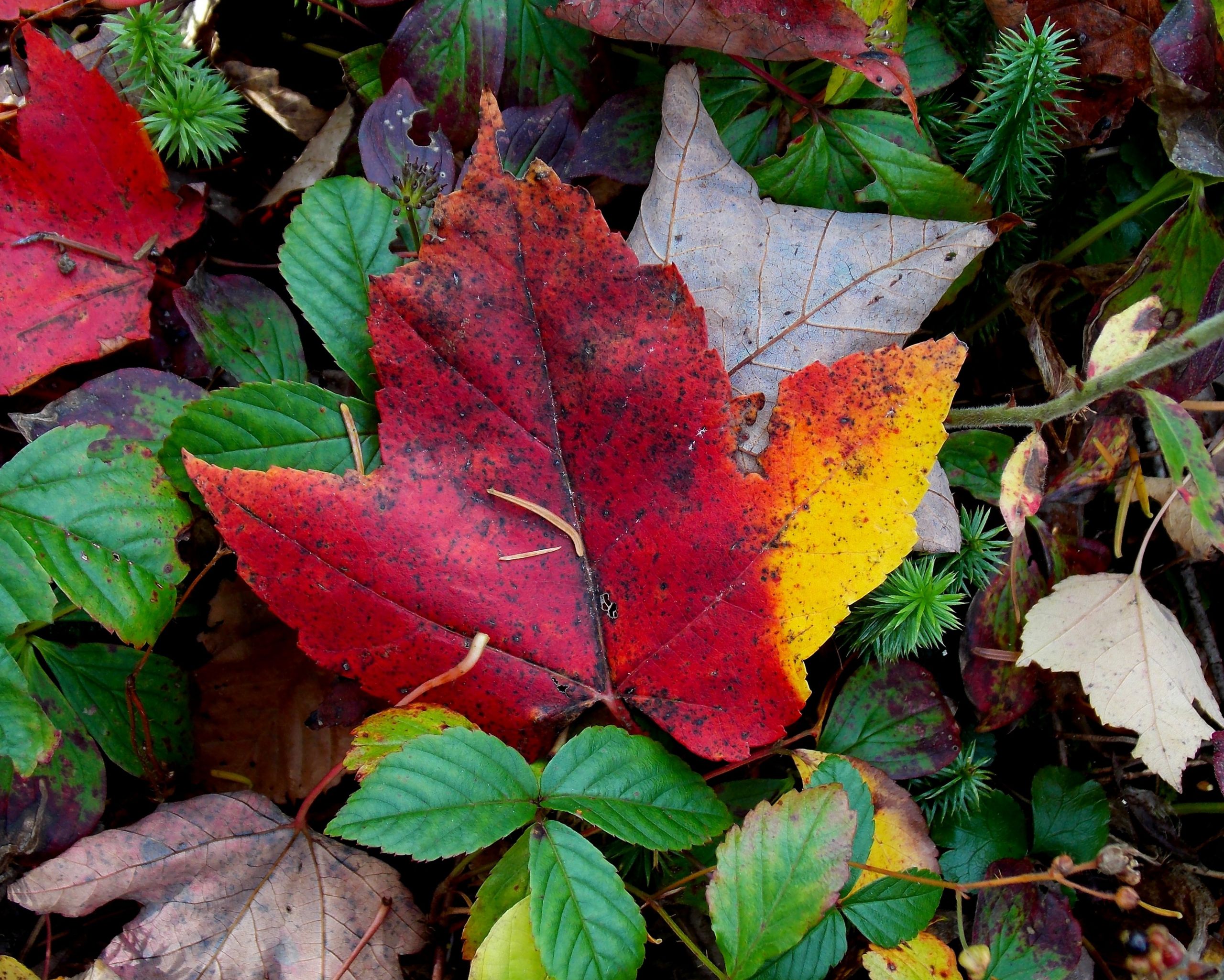 Fonds d'cran Nature Feuilles - Feuillages 