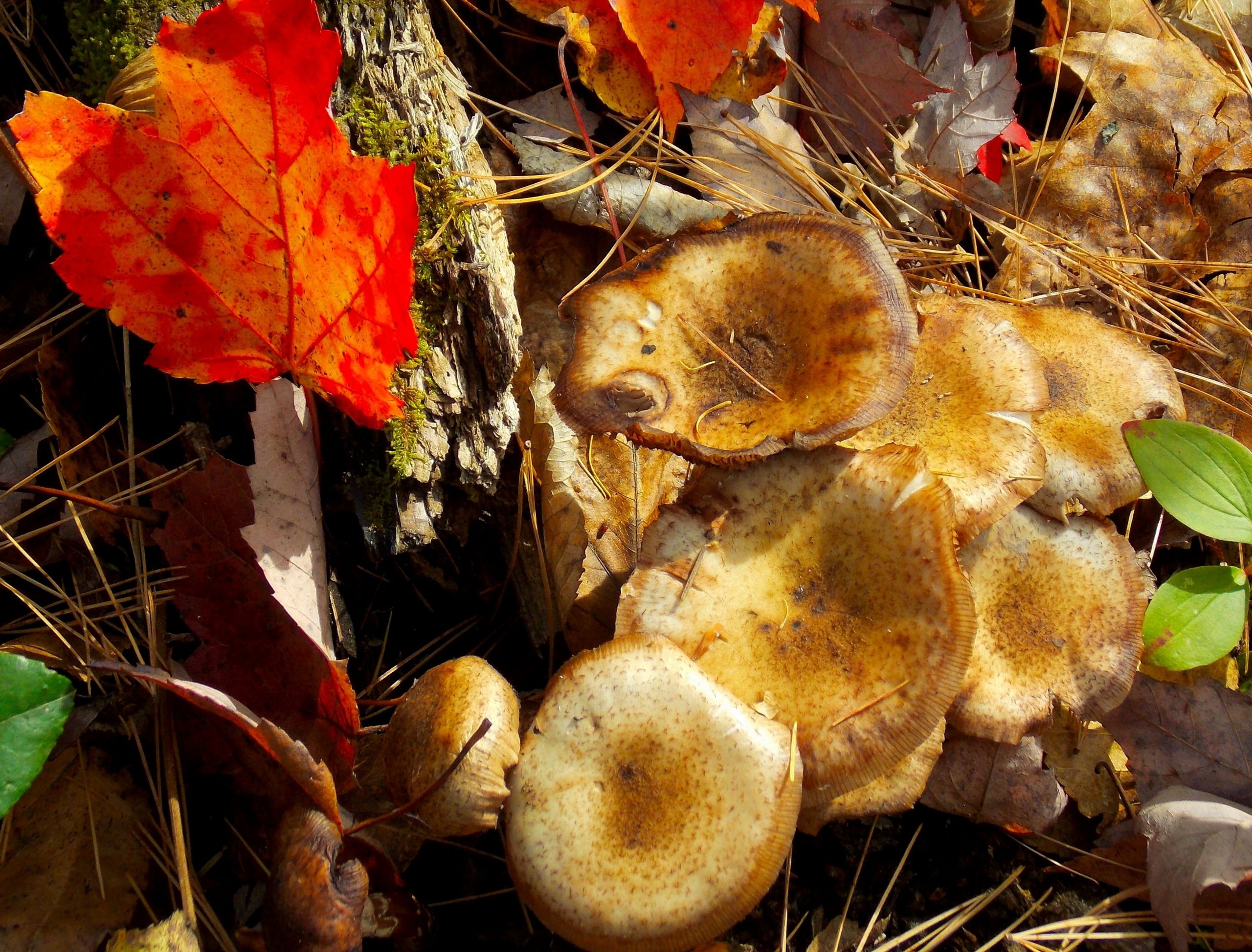 Fonds d'cran Nature Champignons 