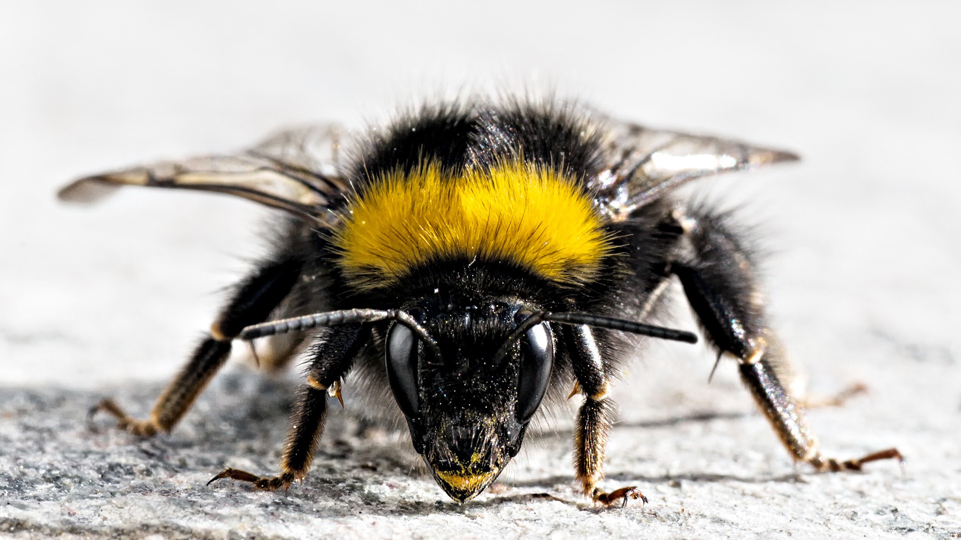 Fonds d'cran Animaux Insectes - Abeilles Gupes ... 