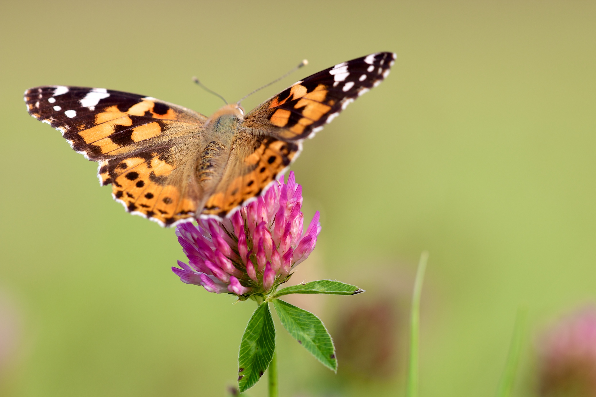 Wallpapers Animals Insects - Butterflies L'envol