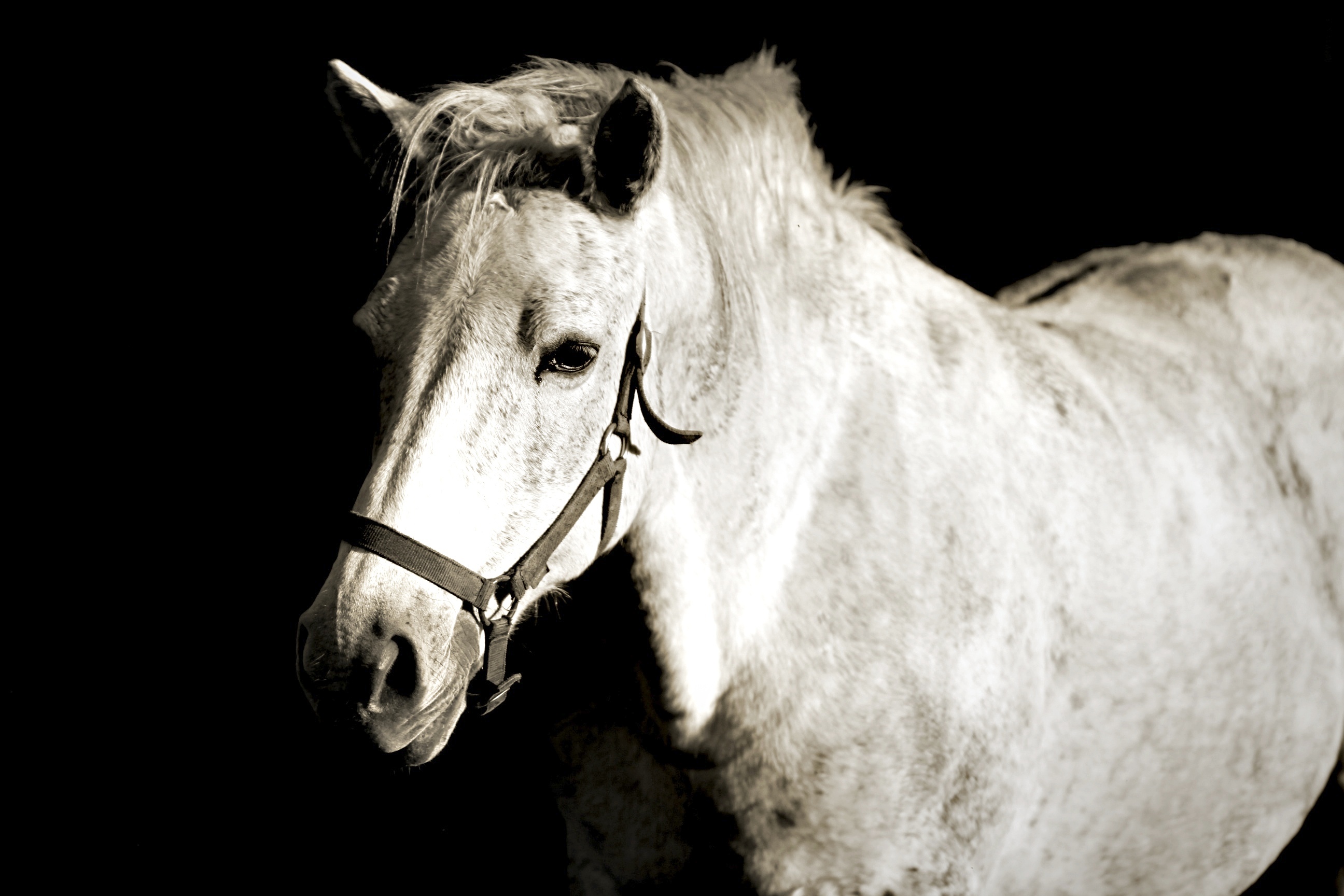 Fonds d'cran Animaux Chevaux 