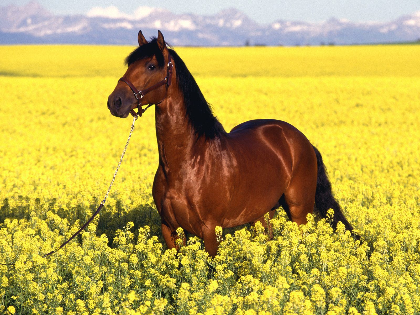 Fonds d'cran Animaux Chevaux cheval