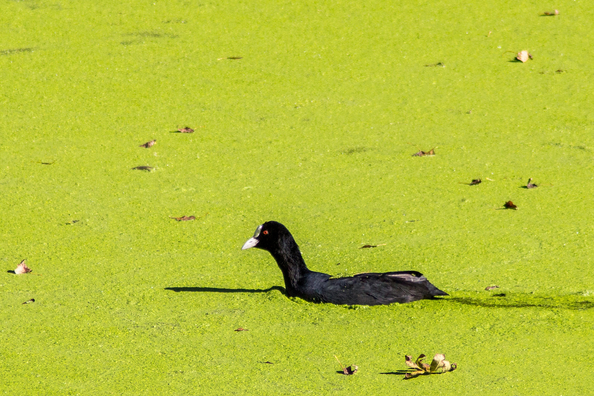 Fonds d'cran Animaux Oiseaux - Foulques 