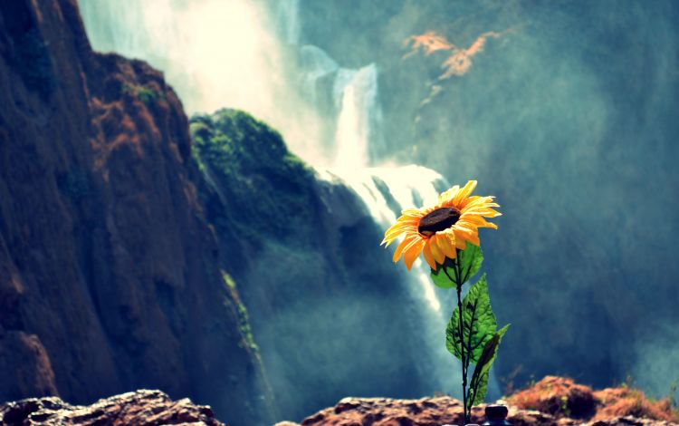 Wallpapers Nature Flowers sunflower 