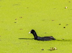  Animaux Image sans titre N361001