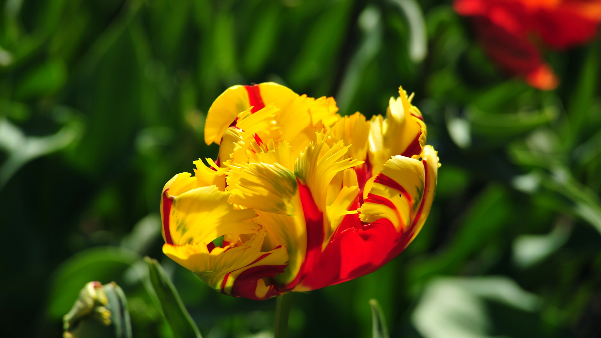 Fonds d'cran Nature Fleurs 