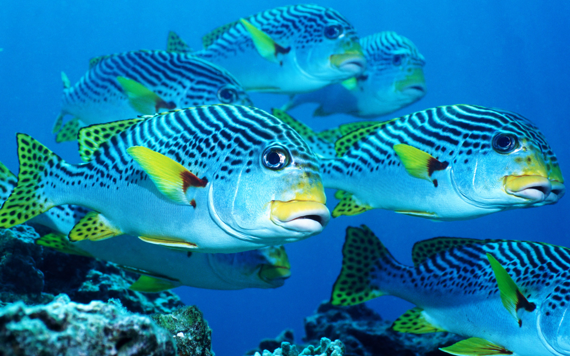 Wallpapers Animals Sealife - Fishes 