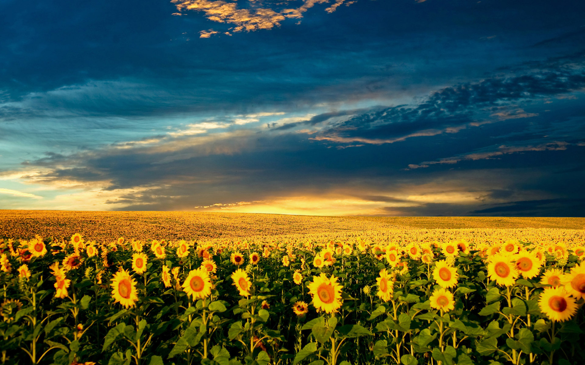 Fonds d'cran Nature Champs - Prairies 