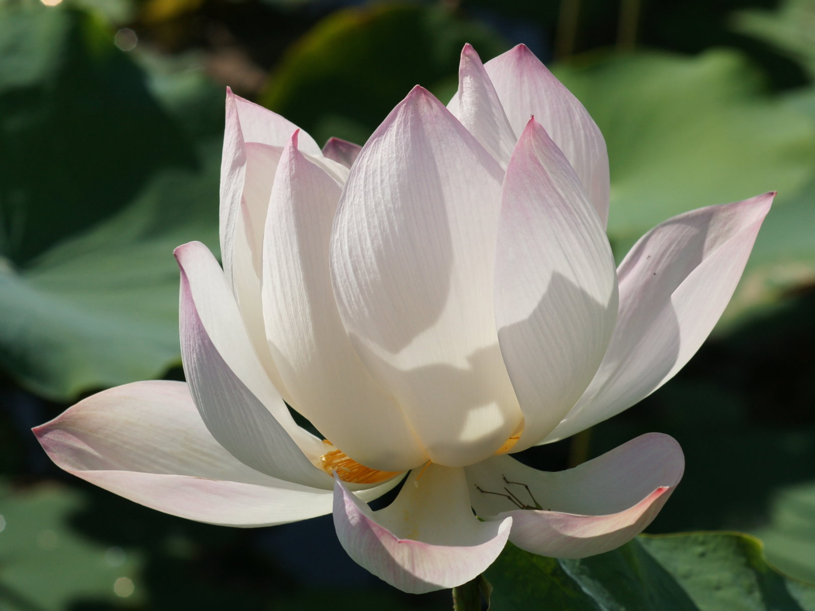 Fonds d'cran Nature Fleurs 