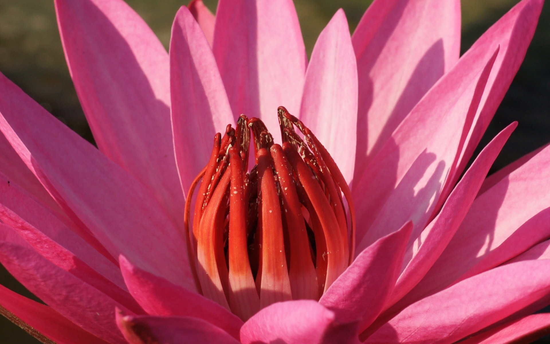 Fonds d'cran Nature Fleurs 